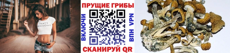 Купить где  Карабаш  Псилоцибиновые грибы прущие грибы 